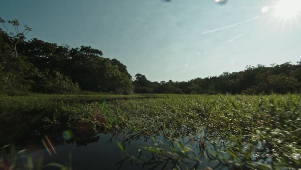 Vista de um rio em meio a floresta amazônica - BambooStock