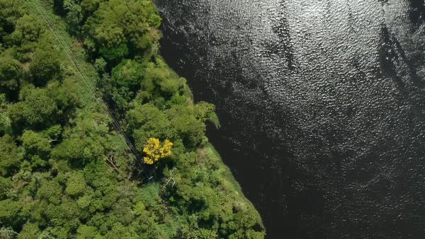 Vista aérea de um rio em meio a floresta amazônica - BambooStock
