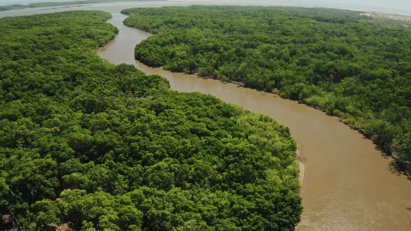 Vista aérea de um rio em meio à vegetação - BambooStock