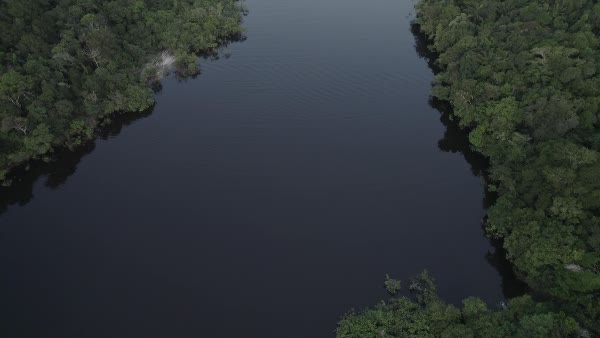 Vista aérea de um rio em meio à floresta amazônica ao amanhecer ...