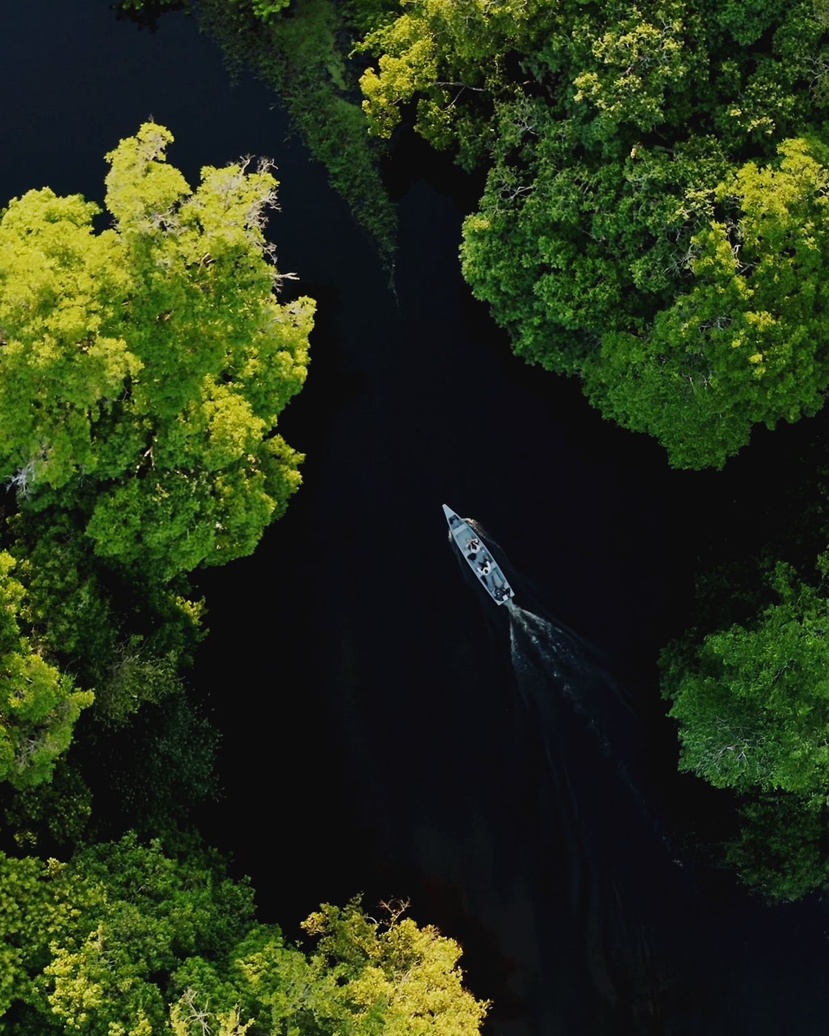 amazonia